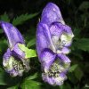 aconitum paniculatum fam.ranuncolacee